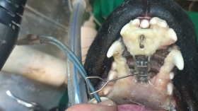  - Basset Dental & Veterinary 